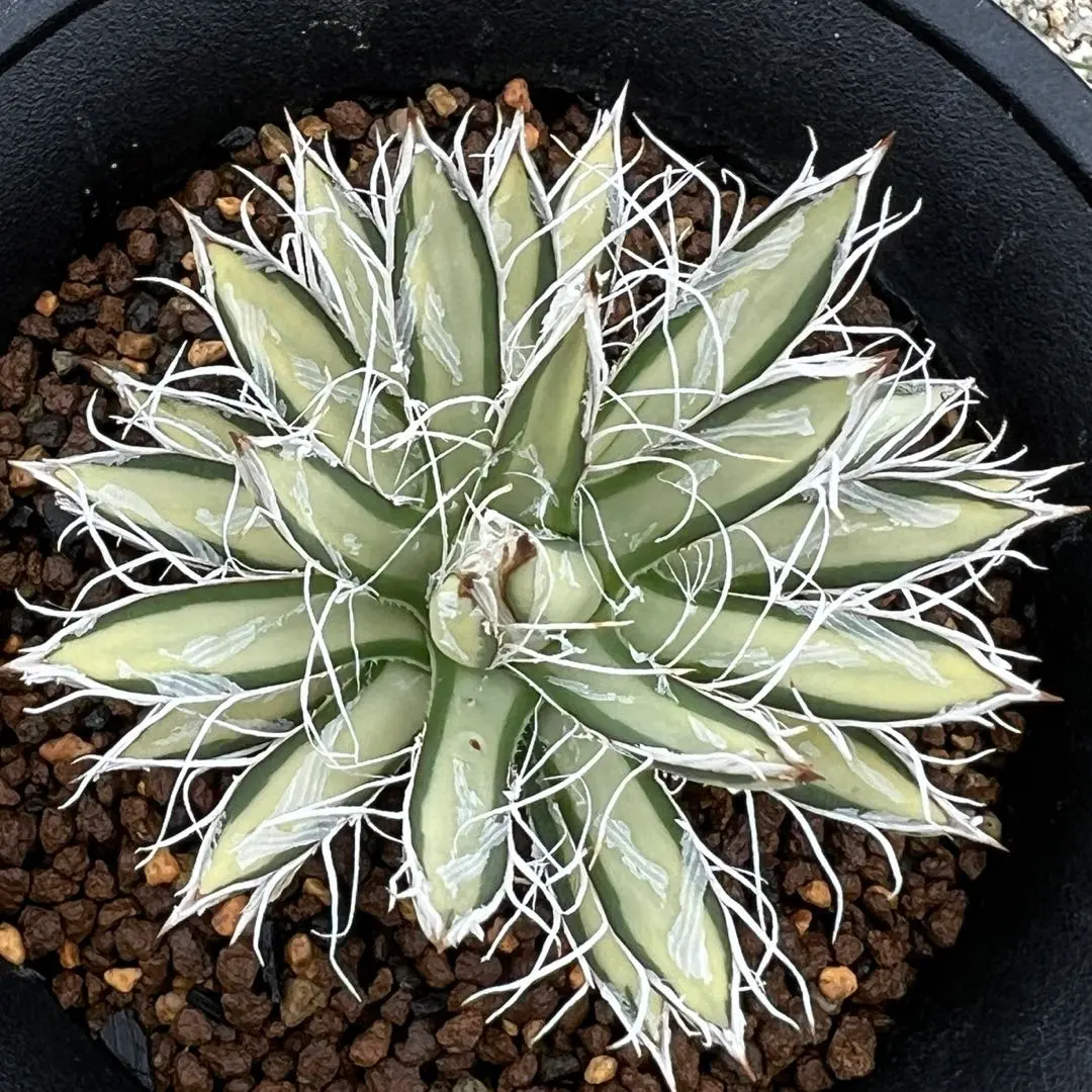 2026年最新】アガベ姫乱れ雪錦の人気アイテム - メルカリ