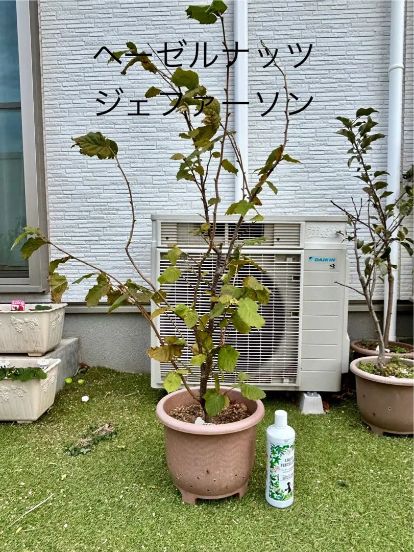 2026年最新】ヘーゼルナッツ 苗木の人気アイテム - メルカリ