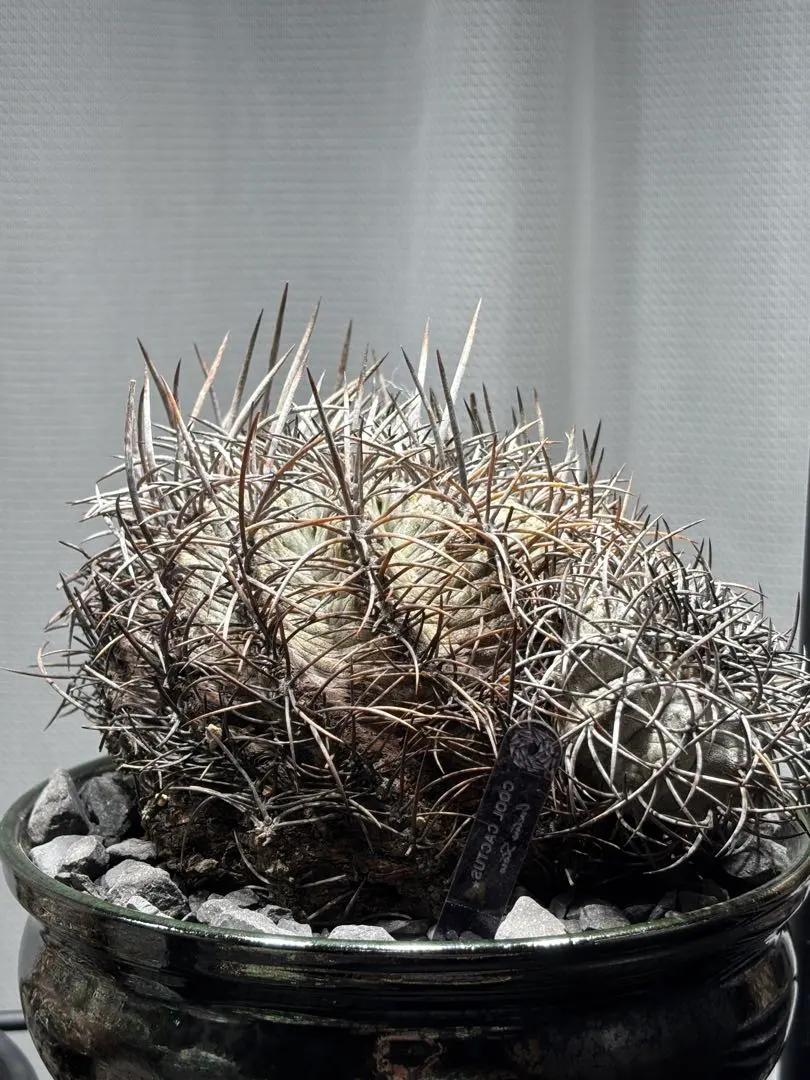 2026年最新】コピアポア グリセオの人気アイテム - メルカリ