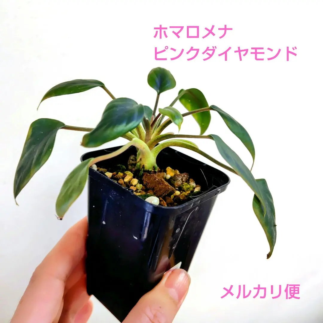 2026年最新】ホマロメナ 斑入りの人気アイテム - メルカリ