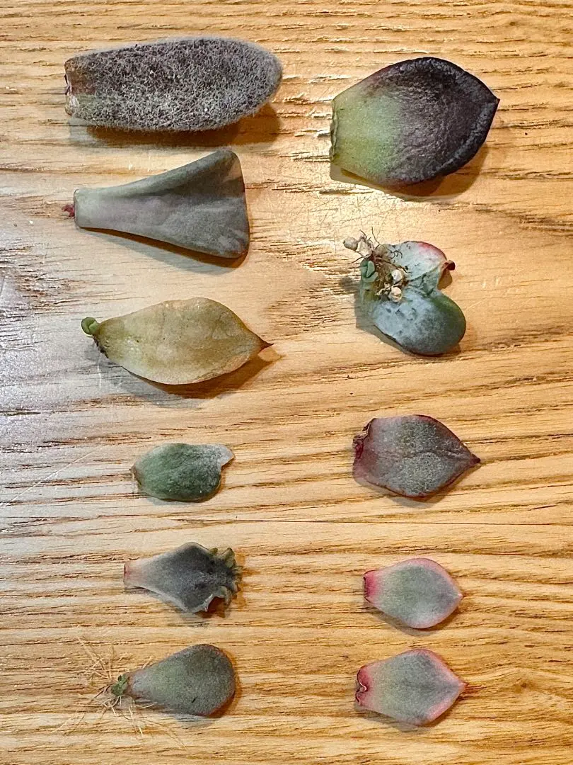 2026年最新】キュービックフロスティ錦の人気アイテム - メルカリ