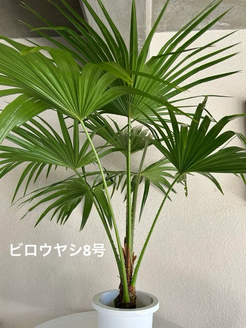 2026年最新】ビロウヤシの人気アイテム - メルカリ