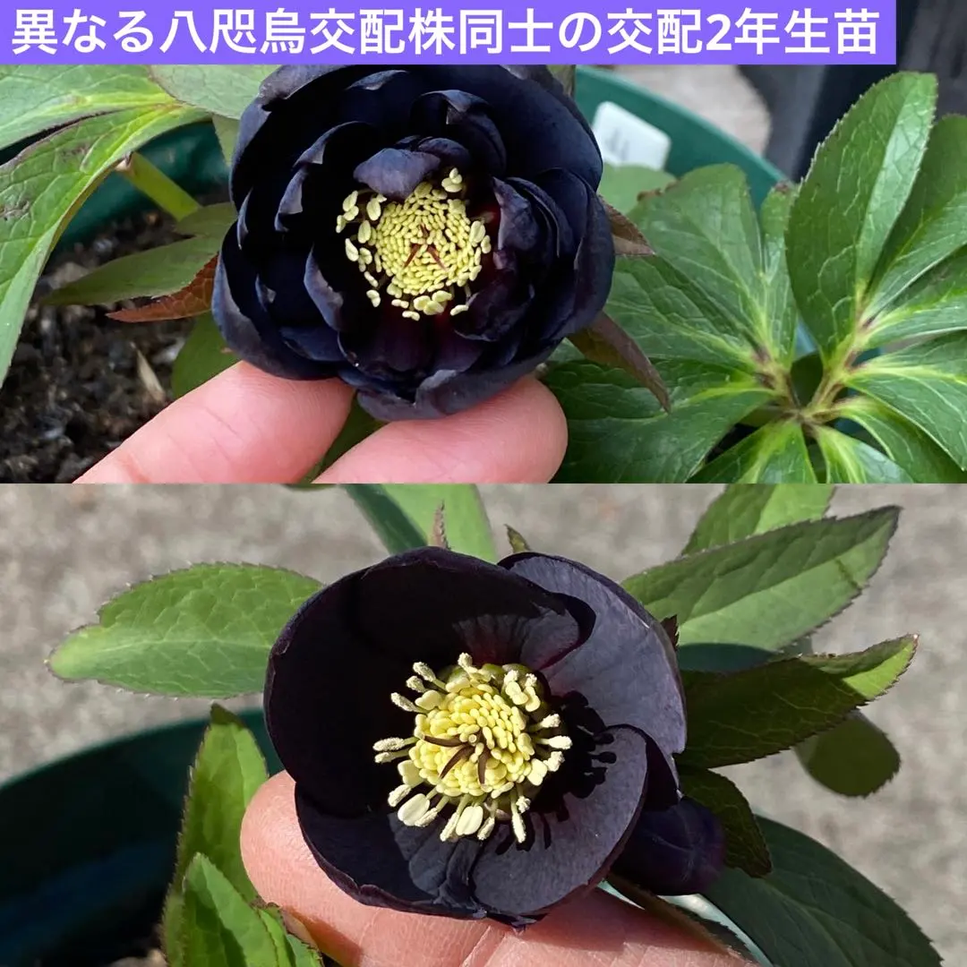 2026年最新】八咫烏 クリスマスローズの人気アイテム - メルカリ