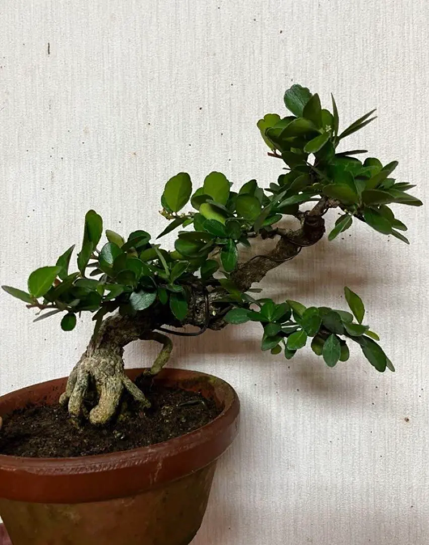 2026年最新】ハリツルマサキの人気アイテム - メルカリ