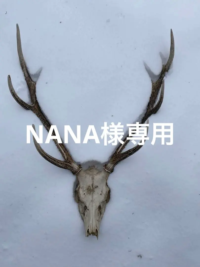 2026年最新】鹿の角頭蓋骨付きの人気アイテム - メルカリ