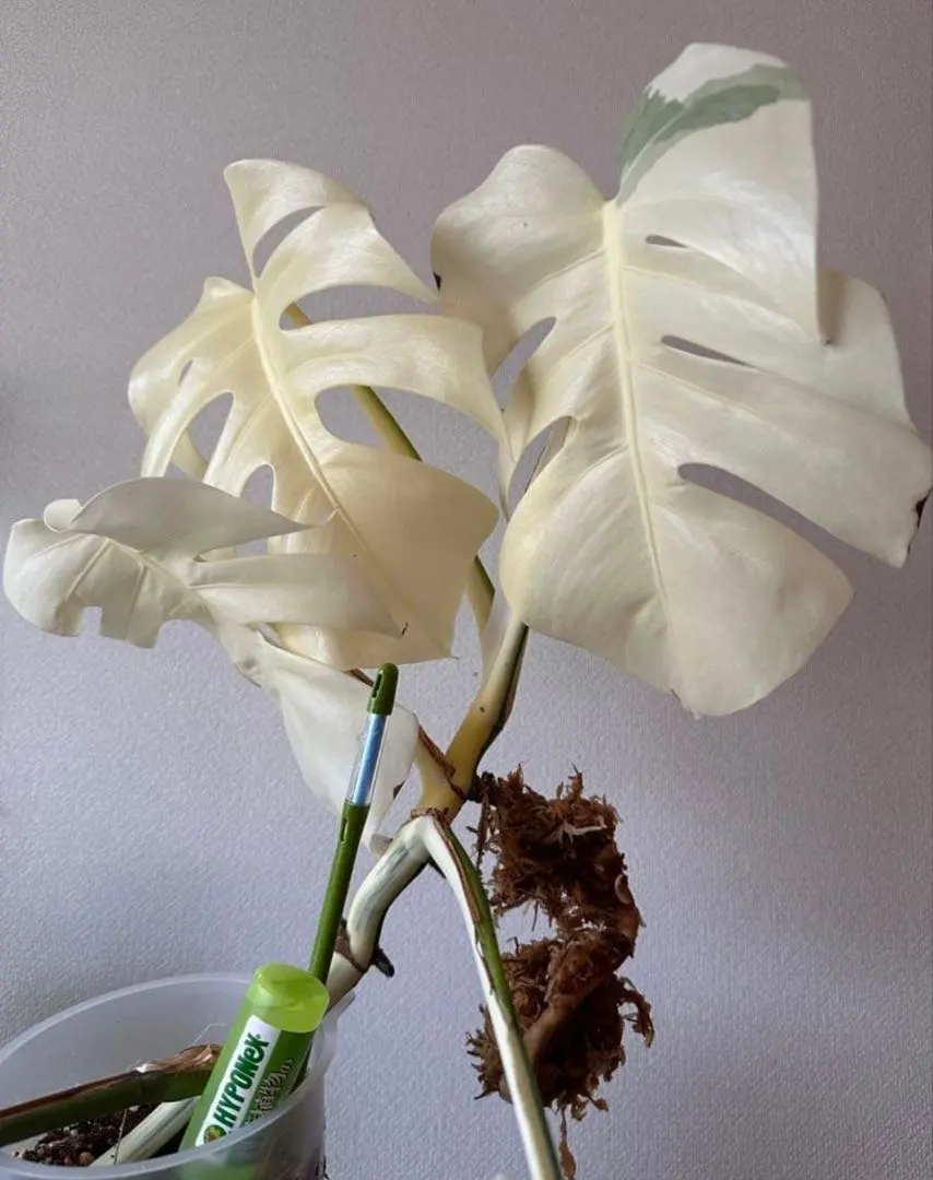 2026年最新】セブブルーミントの人気アイテム - メルカリ