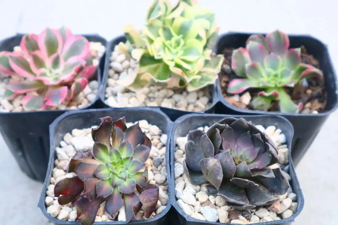 2026年最新】アエオニウム ハロウィン錦の人気アイテム - メルカリ