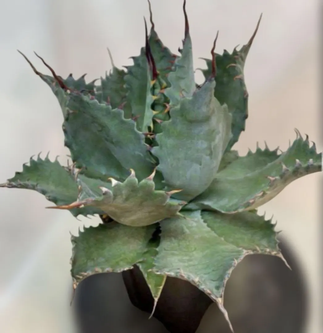 2026年最新】アガベ パラサナ イシスメンシスの人気アイテム - メルカリ