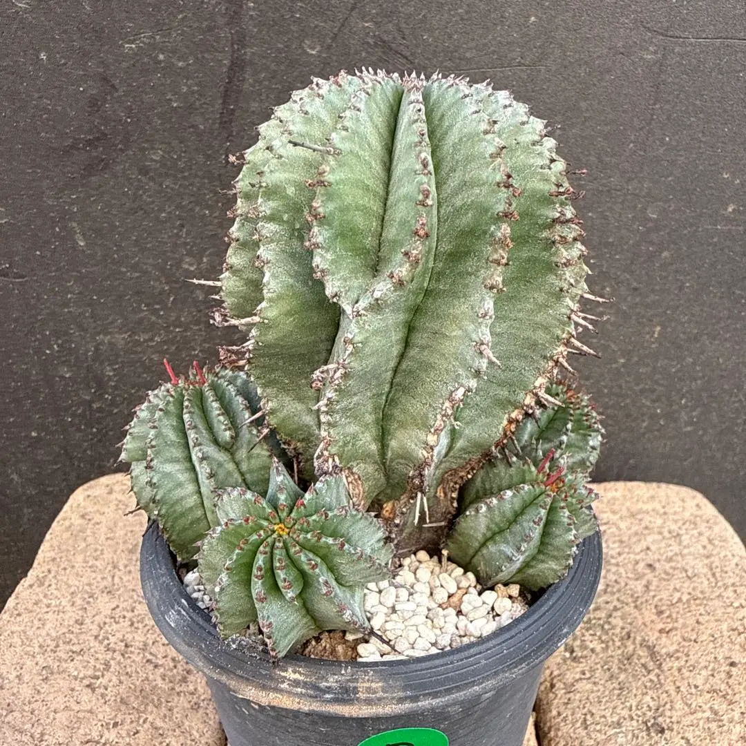 2026年最新】ユーフォルビア ポリゴナの人気アイテム - メルカリ