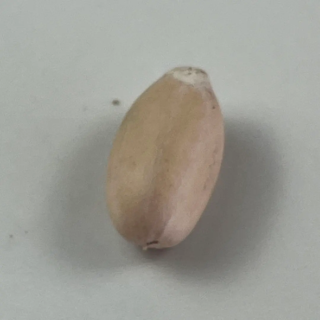 2026年最新】エンセファラルトス 種子の人気アイテム - メルカリ