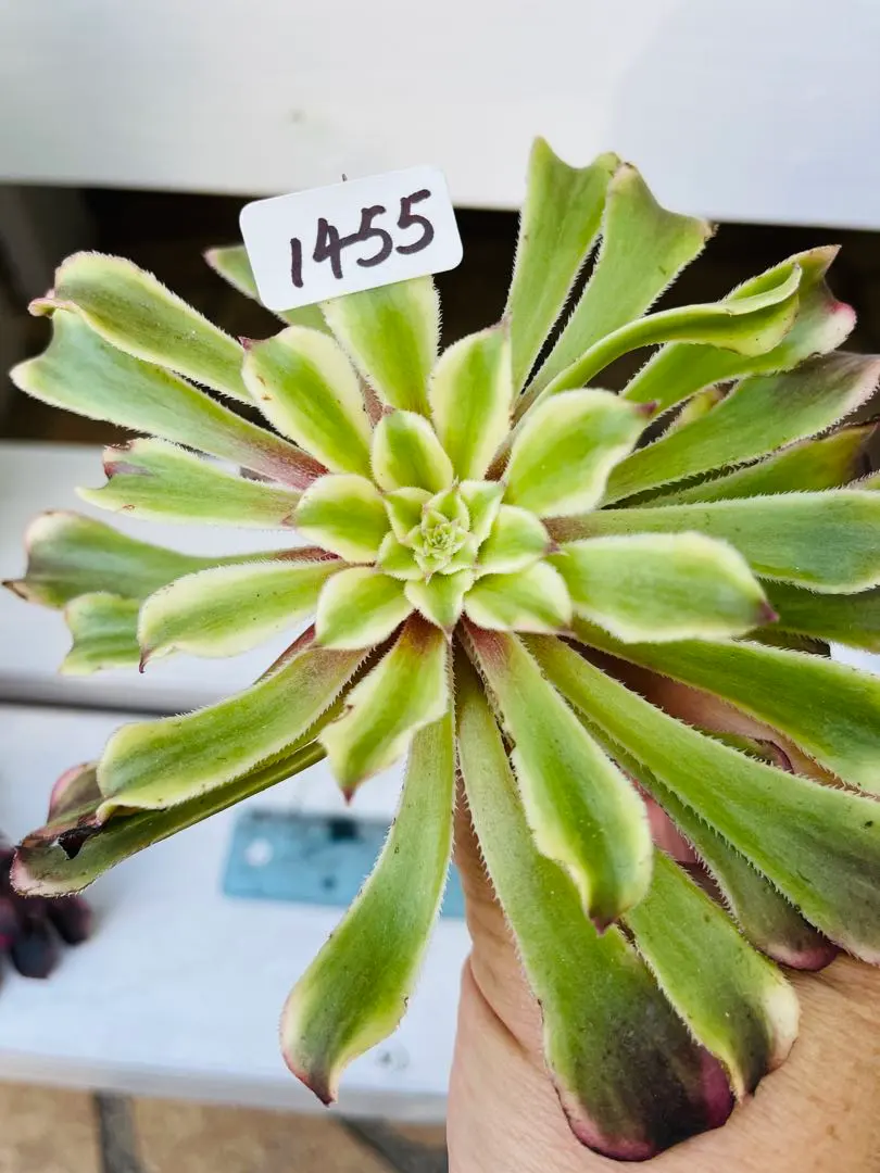 2026年最新】アエオニウム美姫の人気アイテム - メルカリ