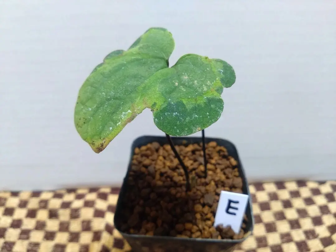 2026年最新】カンアオイ斑入りの人気アイテム - メルカリ