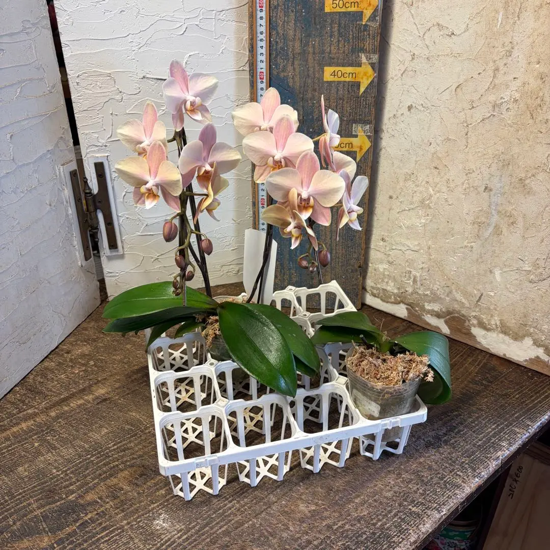 2026年最新】マザーチーク 胡蝶蘭の人気アイテム - メルカリ