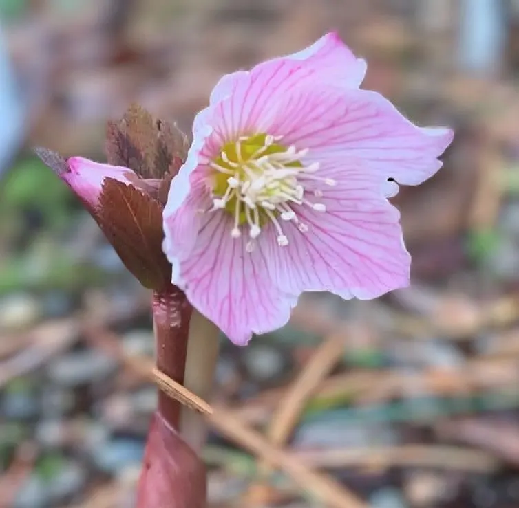 2026年最新】チベタヌスの人気アイテム - メルカリ