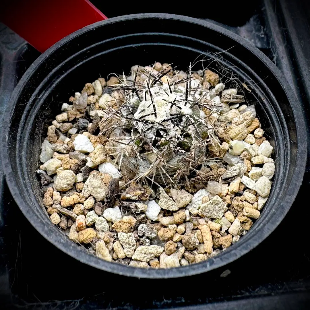 2026年最新】コピアポア グリセオビオラセアの人気アイテム - メルカリ