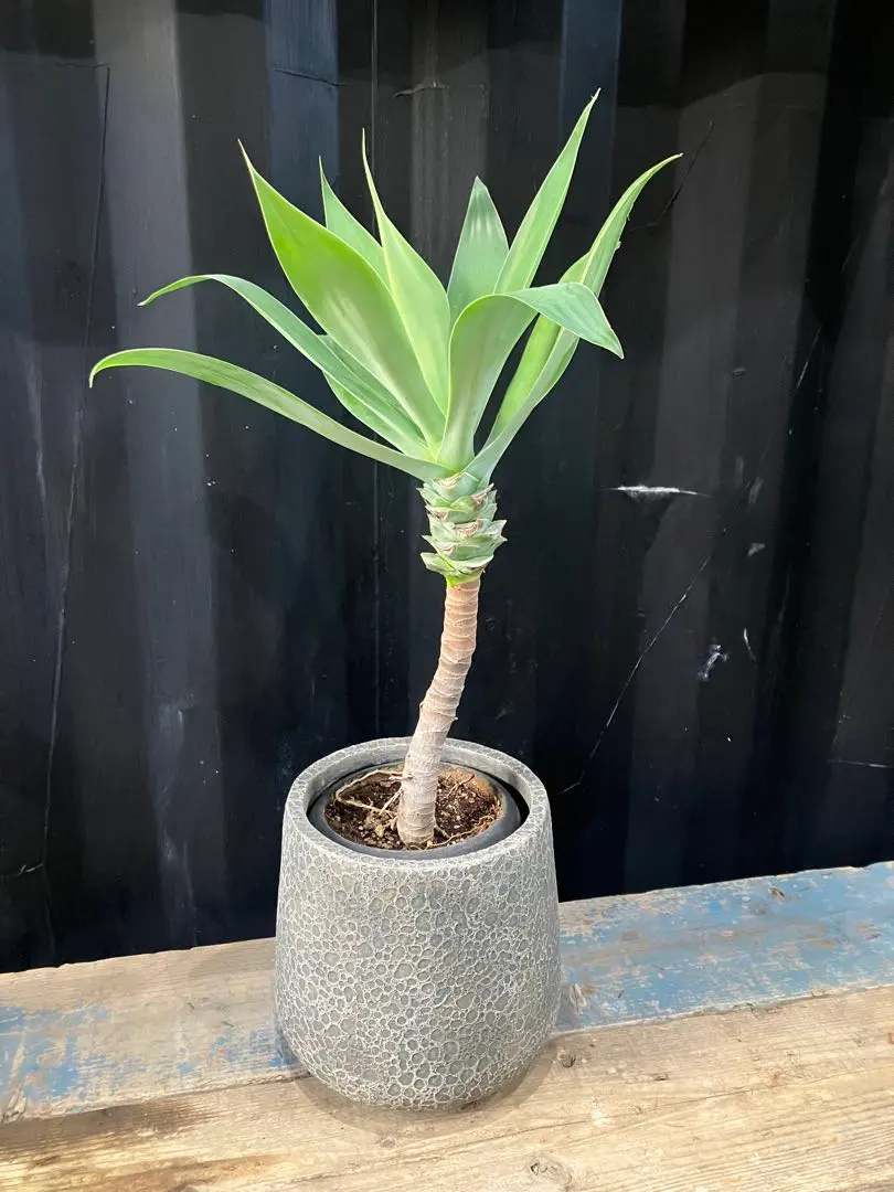 2026年最新】ボーチンブルーの人気アイテム - メルカリ