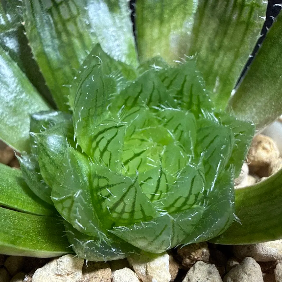 2026年最新】ハオルチア エメラルドLEDの人気アイテム - メルカリ