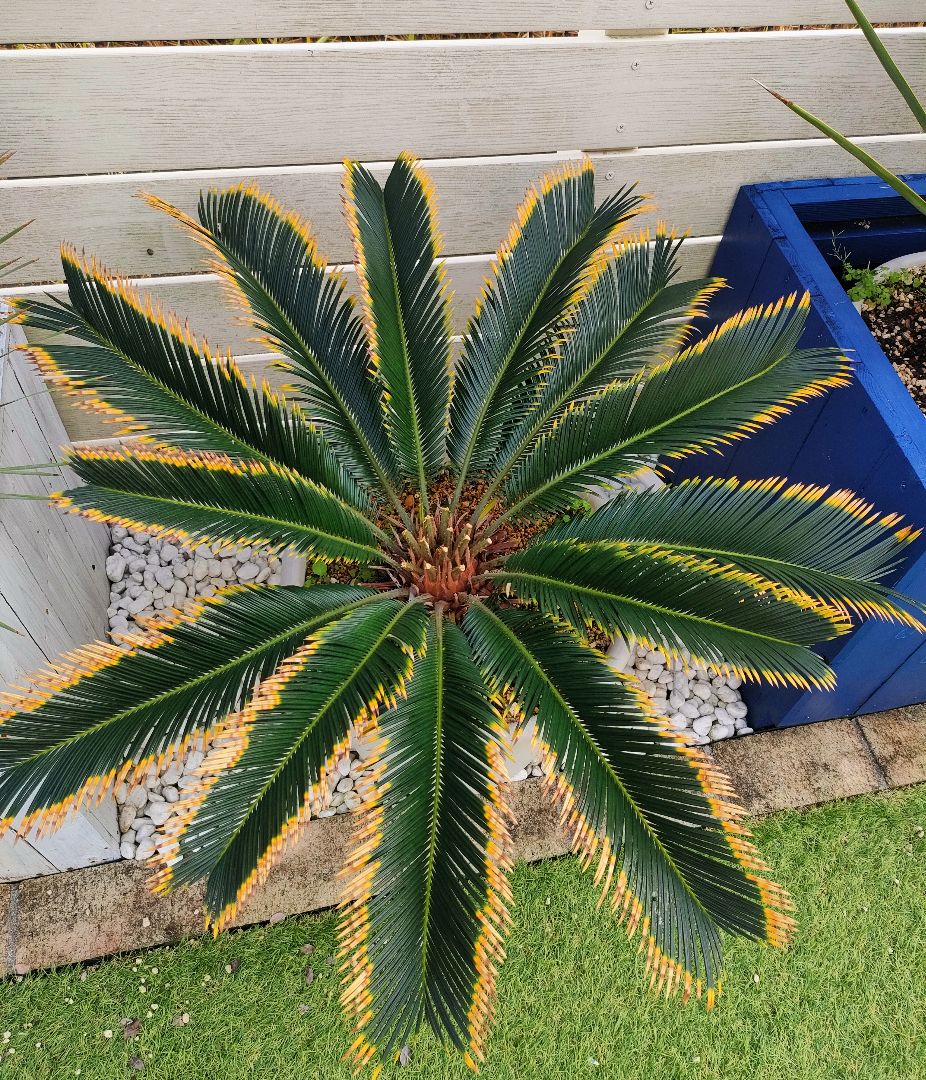 2026年最新】黄金ソテツの人気アイテム - メルカリ