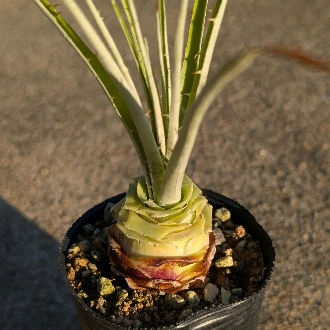 2026年最新】プヤ アルペストリスの人気アイテム - メルカリ