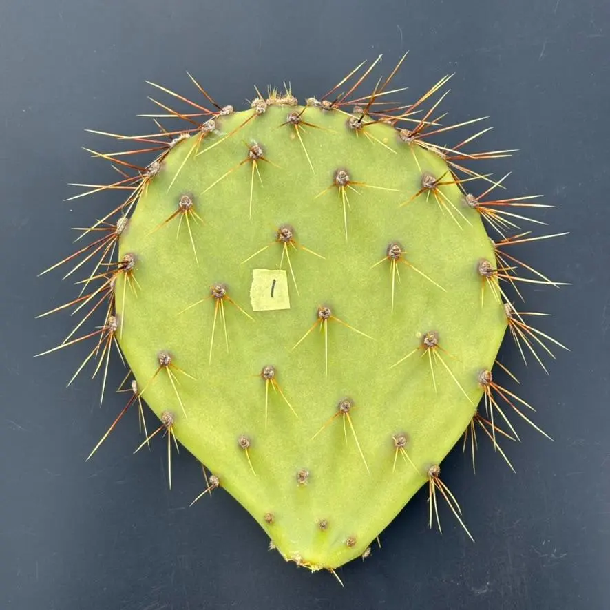 2026年最新】ガラパゲイアの人気アイテム - メルカリ