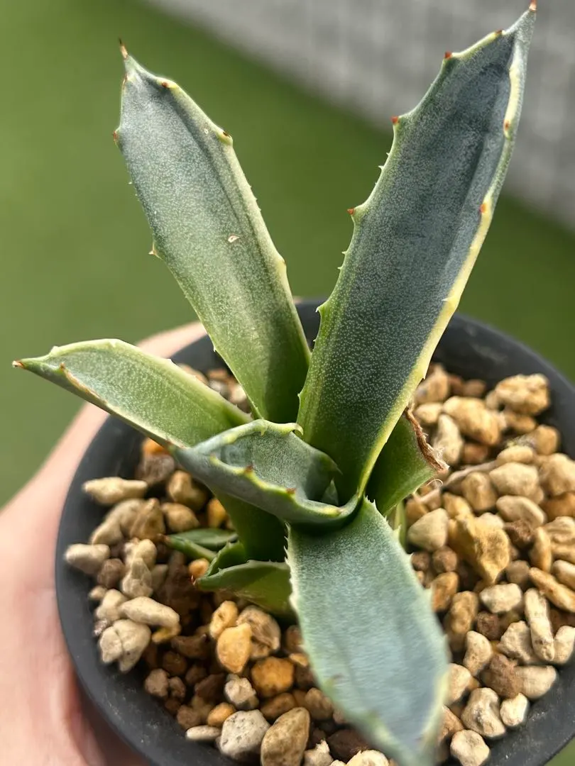 2026年最新】アガベ フェロックス錦の人気アイテム - メルカリ