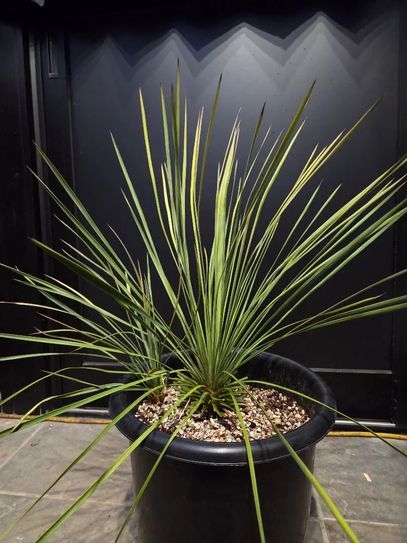 2026年最新】ユッカ リネアリフォリアの人気アイテム - メルカリ