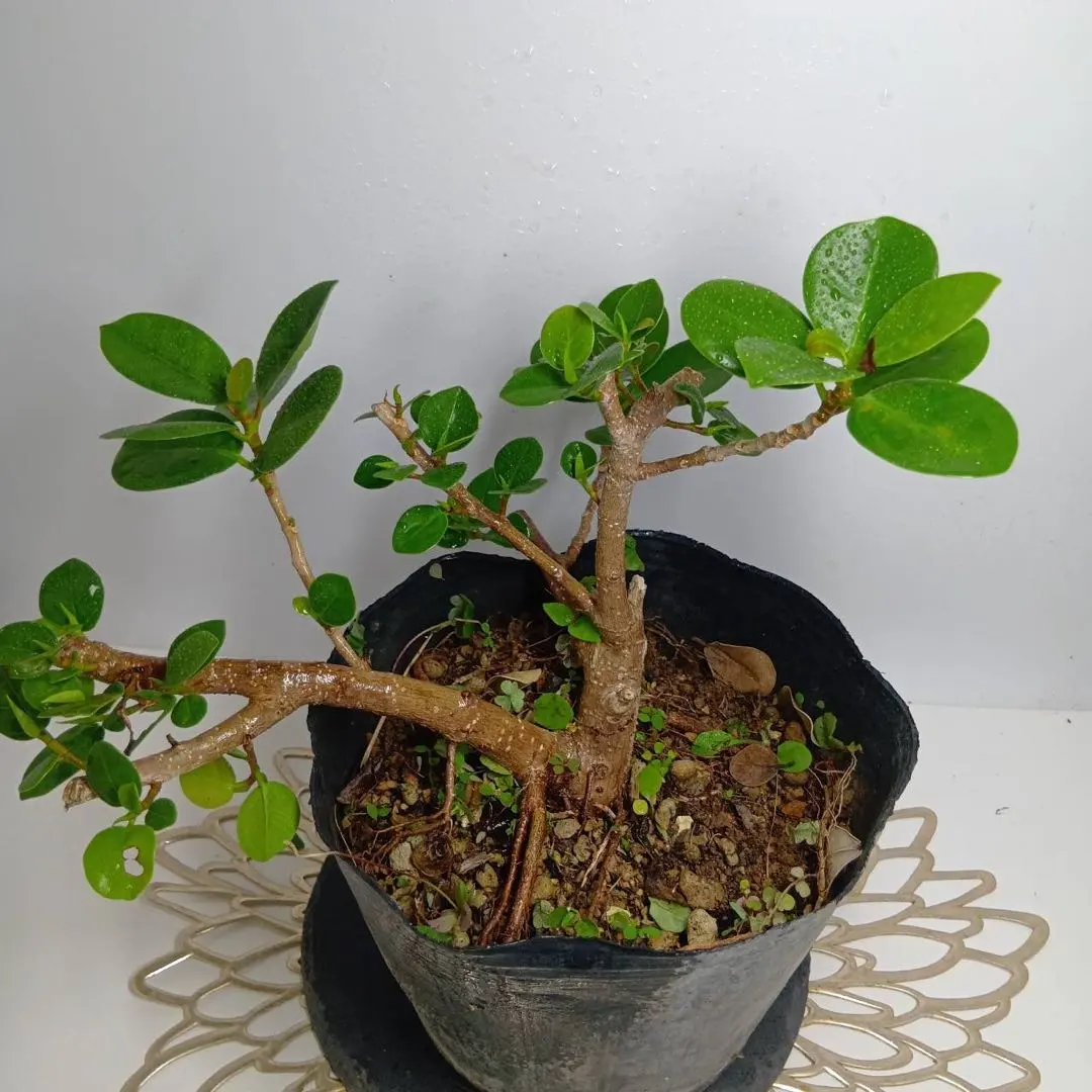 2026年最新】パンダガジュマル 斑入りの人気アイテム - メルカリ