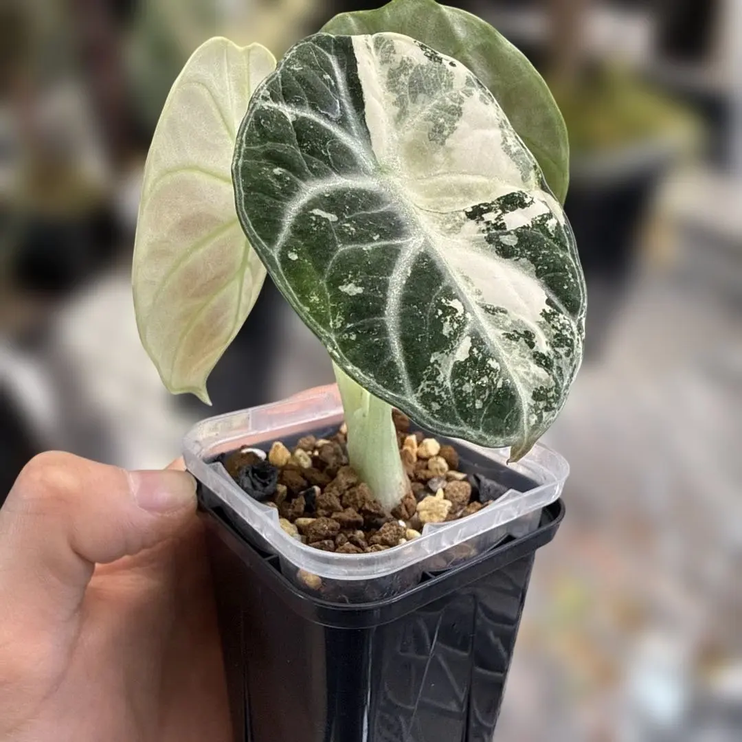 2026年最新】アロカシア ニンジャの人気アイテム - メルカリ