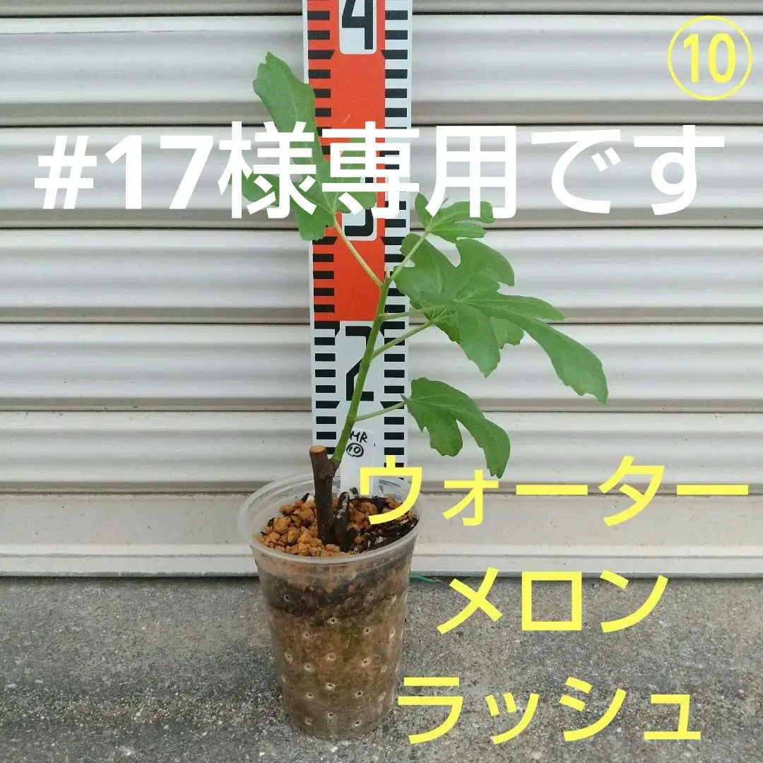 2026年最新】イチジク苗木ウォーターメロンラッシュの人気アイテム