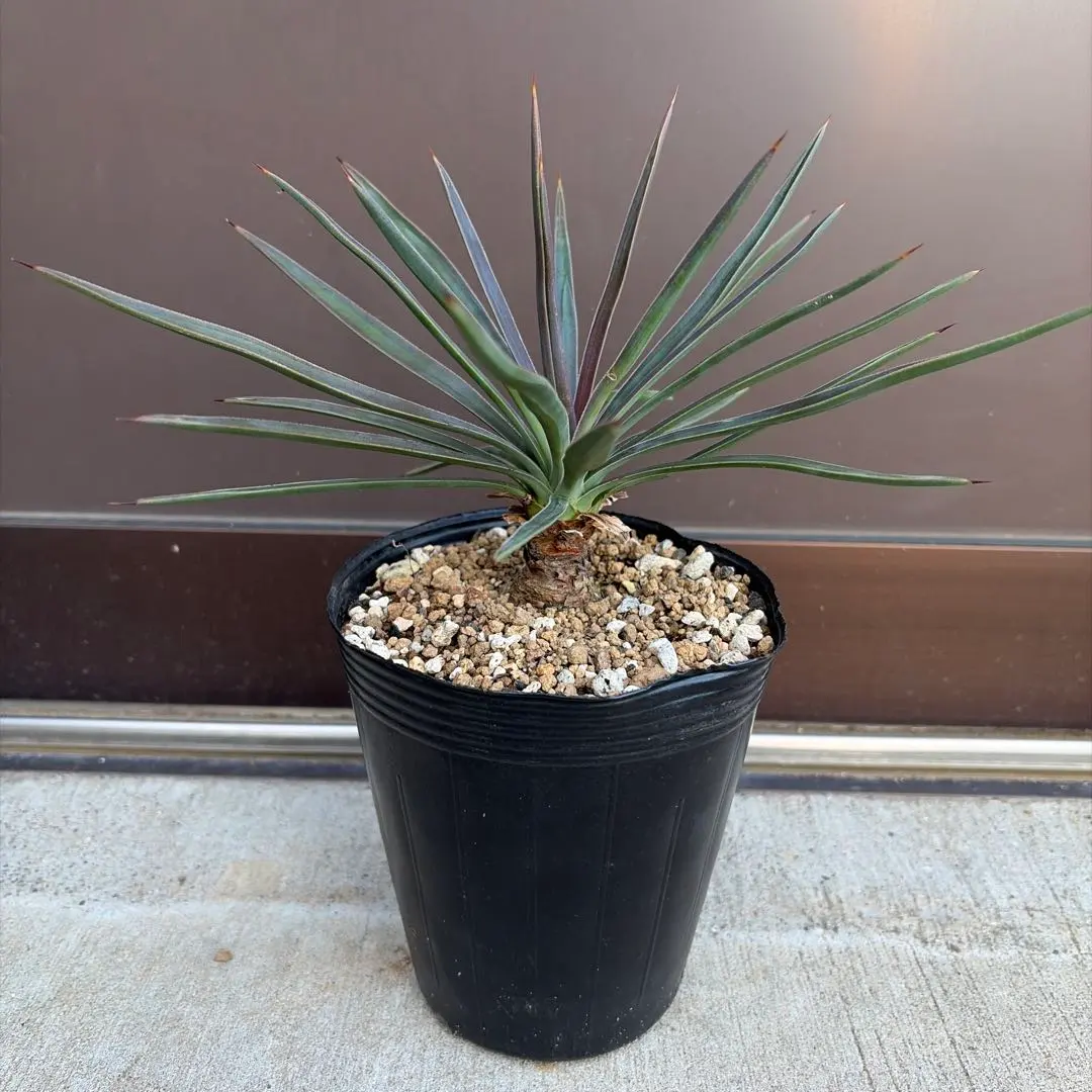 2026年最新】アロイフォリア 斑入りの人気アイテム - メルカリ