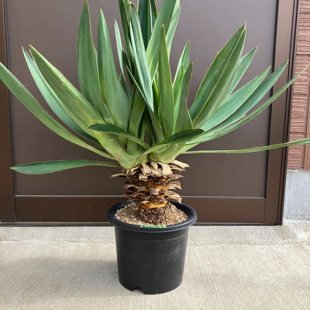 2026年最新】ユッカ グロリオサ キミガヨランの人気アイテム - メルカリ