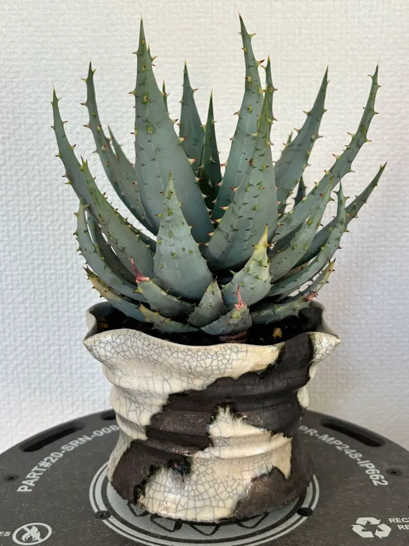 2026年最新】spicy 鶴仙園の人気アイテム - メルカリ