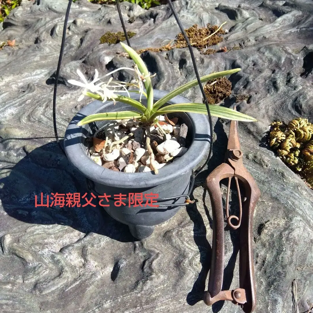 2026年最新】風蘭 大株の人気アイテム - メルカリ