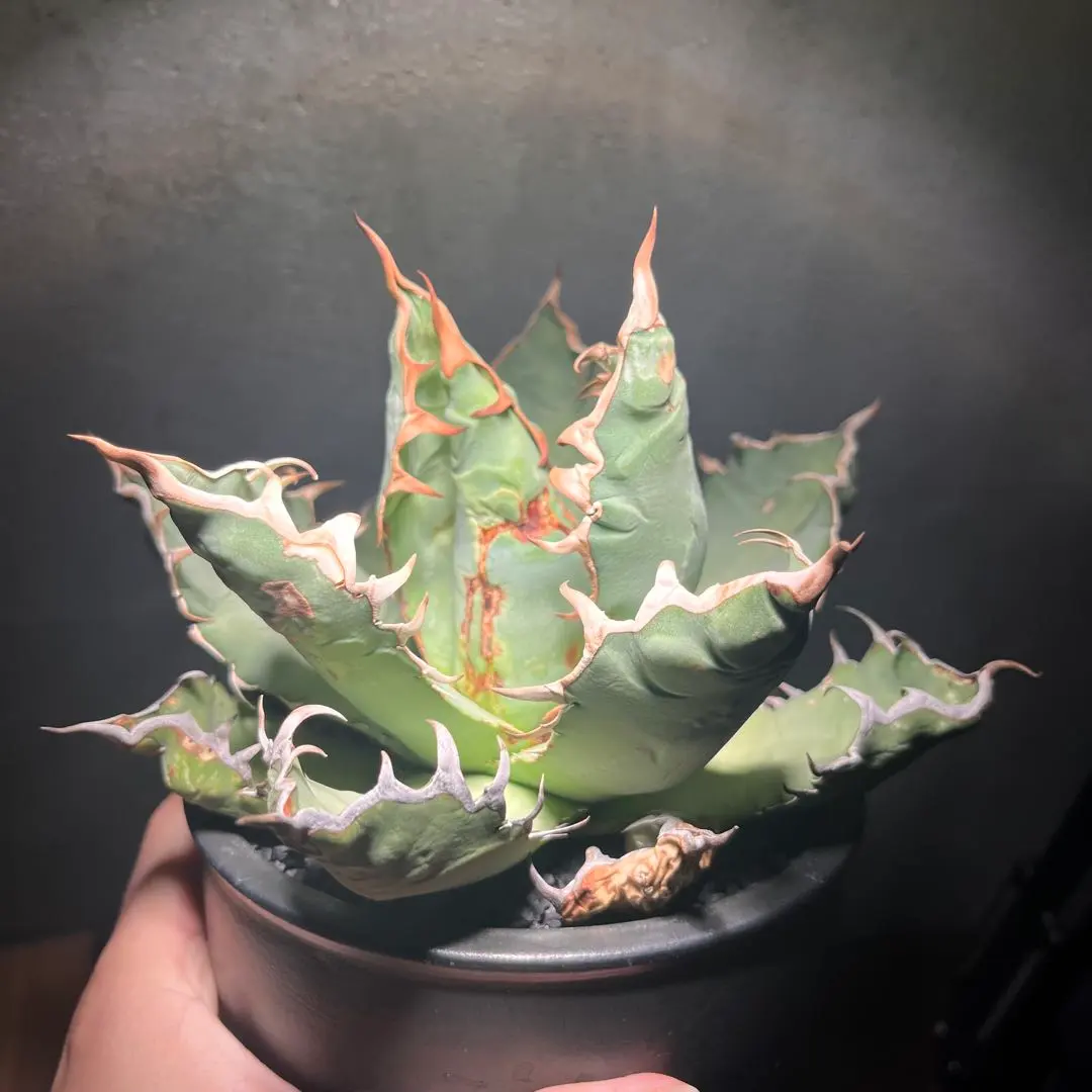 2026年最新】オアハカワイルドの人気アイテム - メルカリ