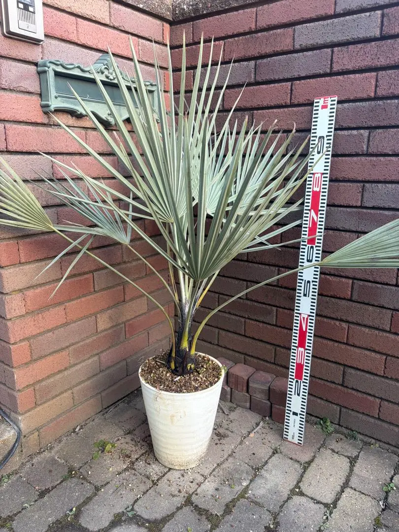 2026年最新】ブラヘアアルマータの人気アイテム - メルカリ