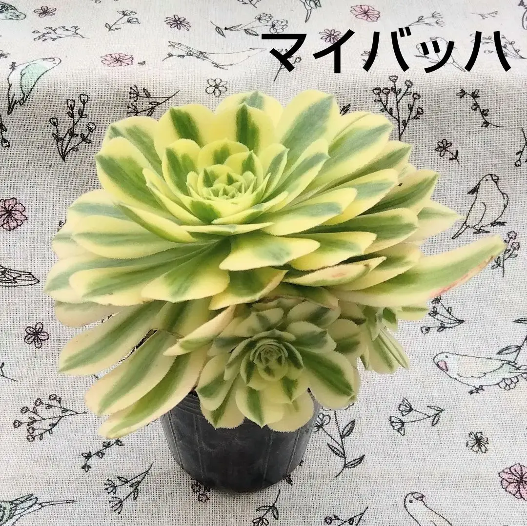 77#多肉植物❤️アエオニウム錦❤️ マイバッハ ❤️ 25大頭25cm钵土