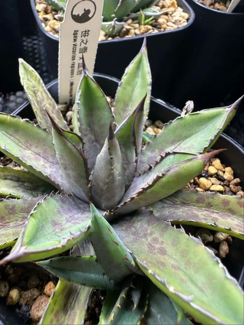 2026年最新】アガベ笹の雪 ハイブリッドの人気アイテム - メルカリ