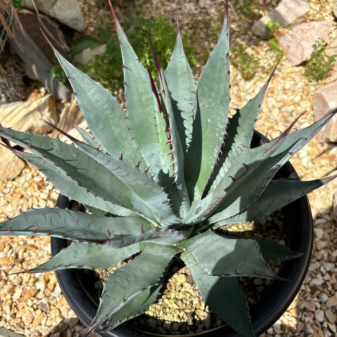 2026年最新】アガベ パリー ネオメキシカーナの人気アイテム - メルカリ