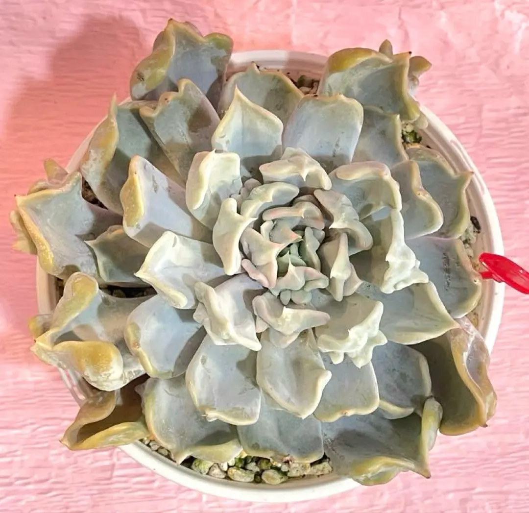 2026年最新】スリラーパール 多肉の人気アイテム - メルカリ