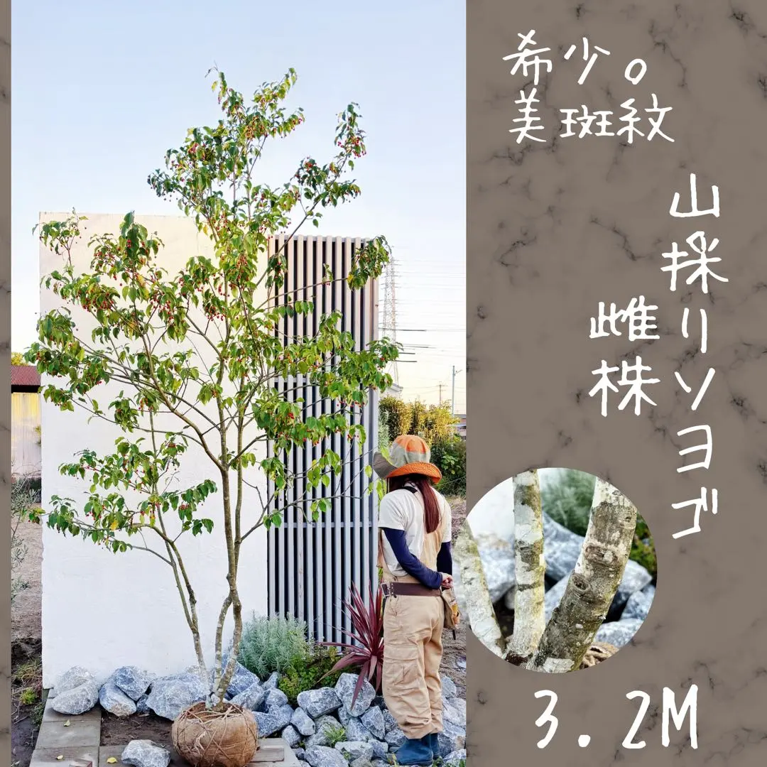 2026年最新】山採り ソヨゴの人気アイテム - メルカリ