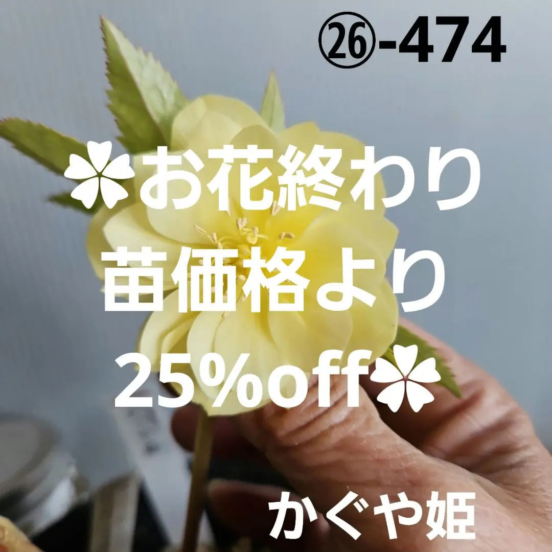 2026年最新】かぐや姫 クリスマスローズの人気アイテム - メルカリ