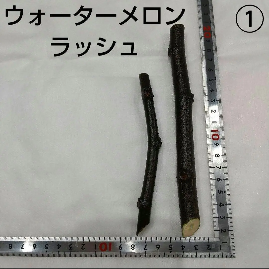 2026年最新】イチジク苗木ウォーターメロンラッシュの人気アイテム