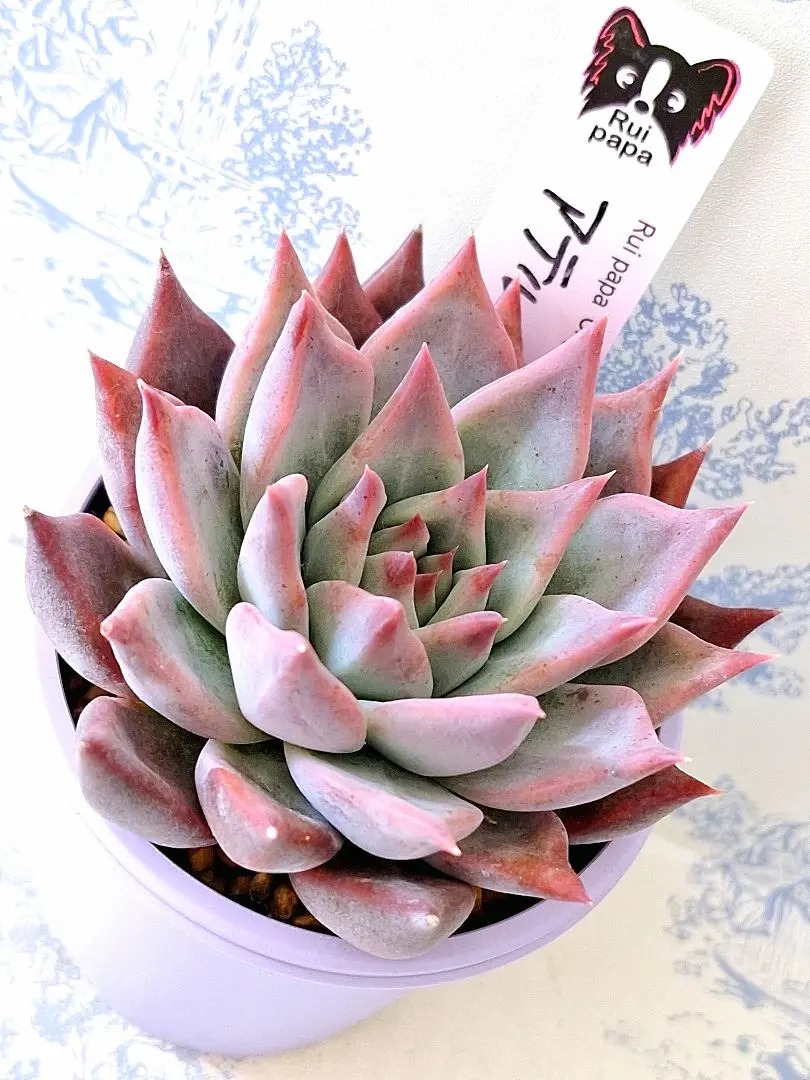 2026年最新】ルイパパさん苗の人気アイテム - メルカリ