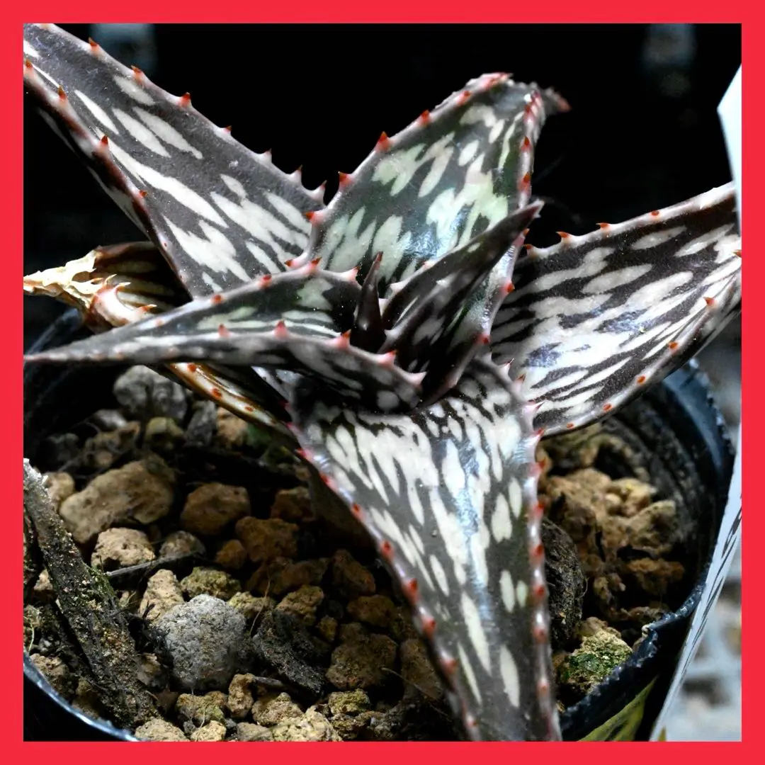 2026年最新】ロウルサンコ ラベルの人気アイテム - メルカリ