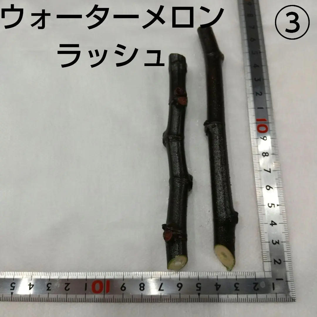 2026年最新】イチジク苗木ウォーターメロンラッシュの人気アイテム