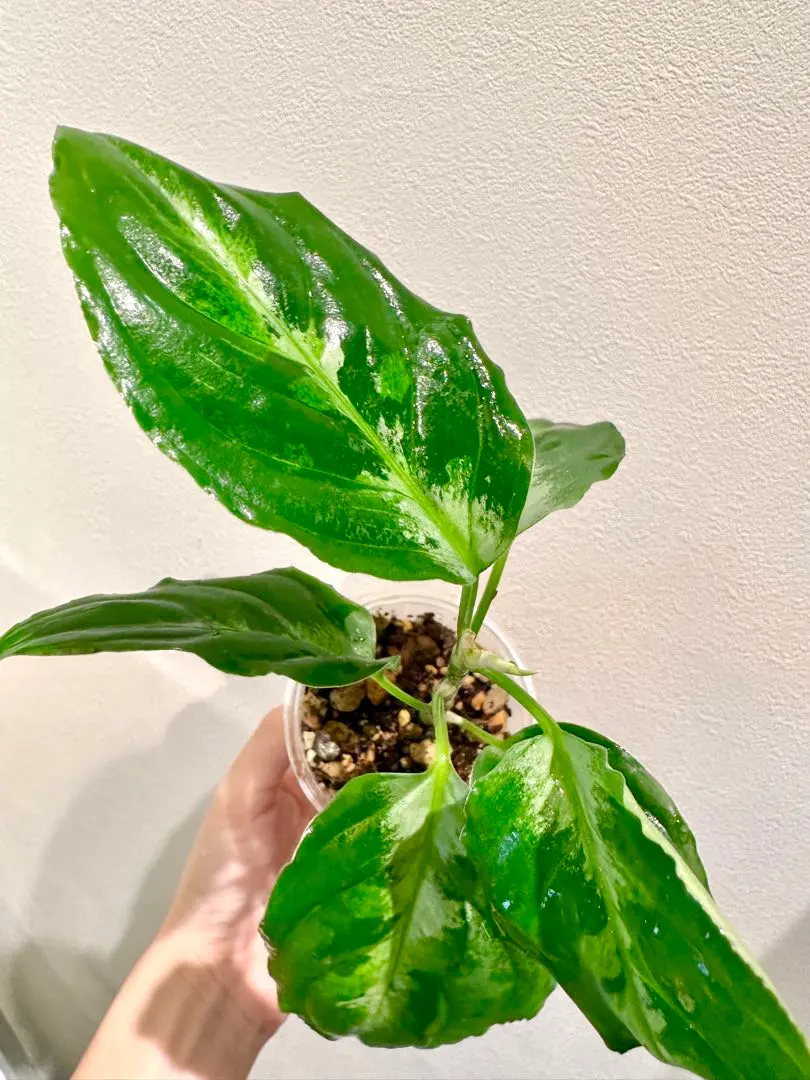 2026年最新】アグラオネマピクタムの人気アイテム - メルカリ