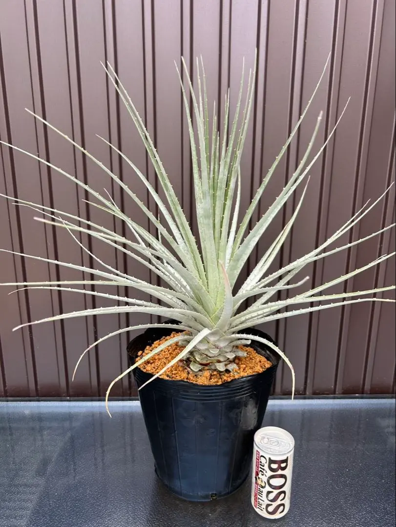 2026年最新】プヤ セルーレアの人気アイテム - メルカリ