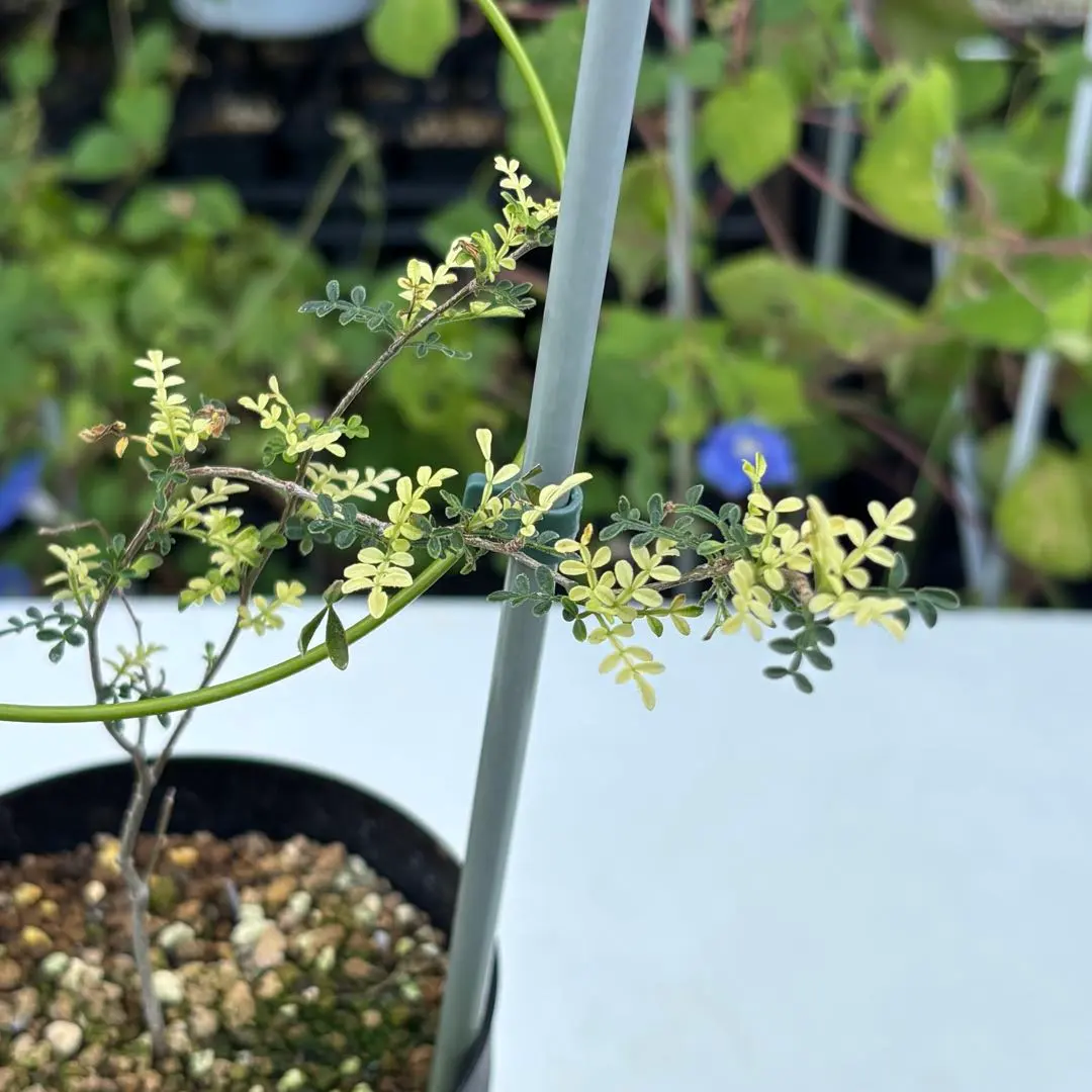 2026年最新】オペルクリカリア 斑入りの人気アイテム - メルカリ