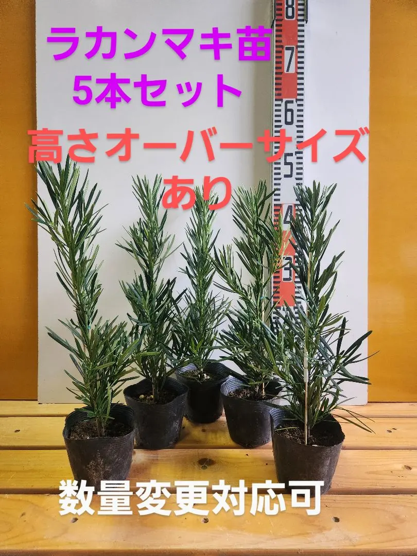 2026年最新】ラカンマキの人気アイテム - メルカリ