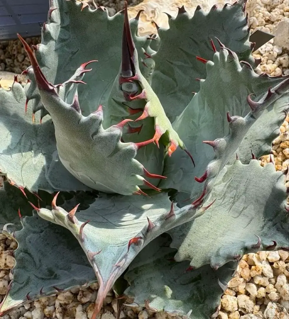 2026年最新】イシスメンシス パラサナの人気アイテム - メルカリ